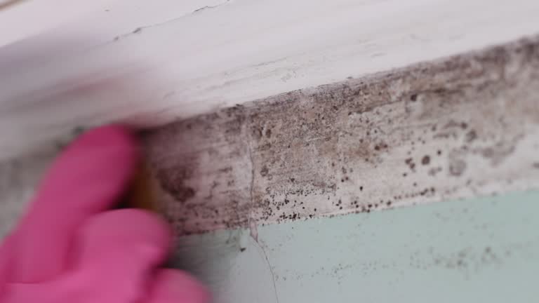 Best Black Mold Removal  in USA